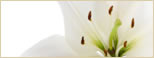 Botox | Laser Hair Removal | Microdermabrasion | Nogales
